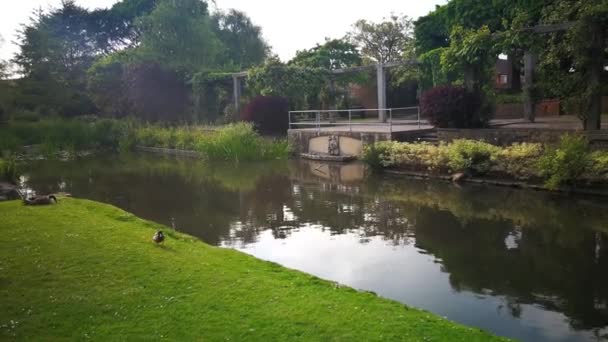 Mallard Duck Goose Pond Swindon — Stok video