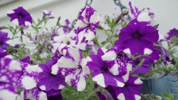 Όμορφα Μοβ Και Λευκά Στικτά Λουλούδια Της Πετούνιας Στην Κατσαρόλα — Αρχείο Βίντεο