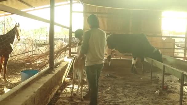 Two Man Checking Out Horse Baby Foal Buying Purpose — 图库视频影像