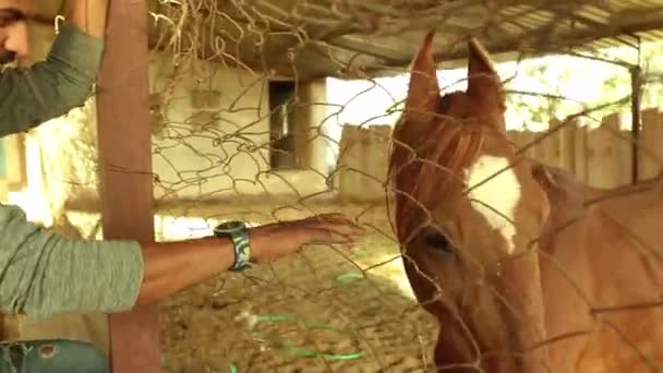 Young Man Petting Caressing Brown Horse Hand Stable — Stock video