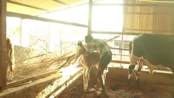 Two Man Trying Catch Mare Her Baby Foal Stable — Video Stock