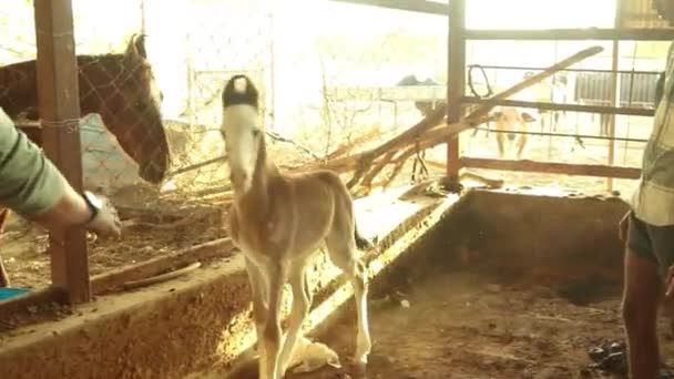 Man Trying Catch Baby Foal Stable — Stock video