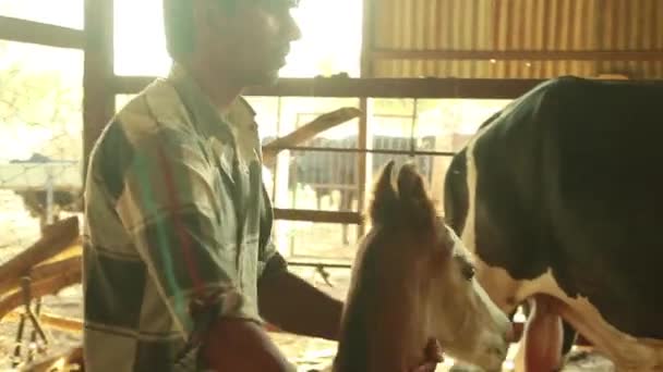 Close Man Holding Horse Baby Foal Stable Other Horses — Vídeo de Stock