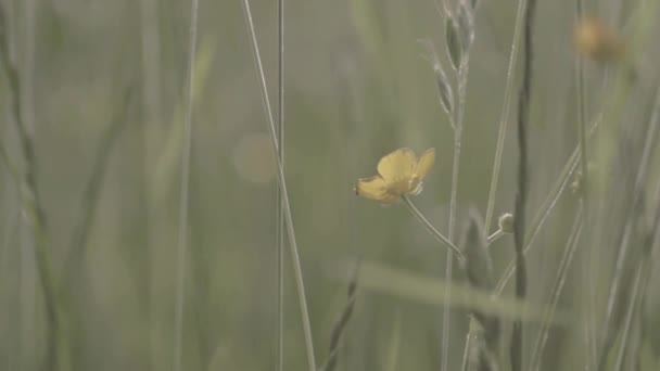 Buttercup Meadow Blows Breeze — Stock video