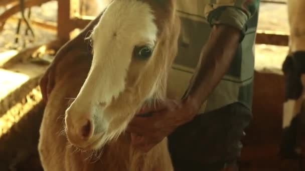 Close Man Holding Horse Baby Foal Stable — Vídeos de Stock