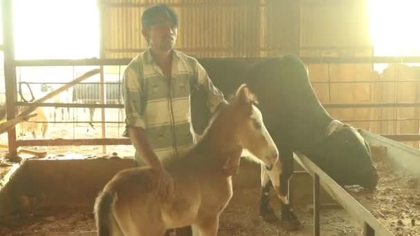 Scared Horse Baby Foal Running Away Man Who Holding Her — Stockvideo