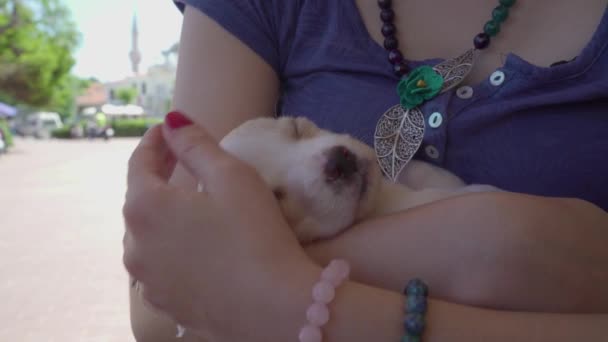 Beautiful Woman Holding Petting Brown Puppy Love — Stockvideo