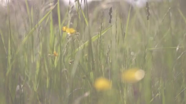 Buttercup Meadow Blows Breeze — Stockvideo