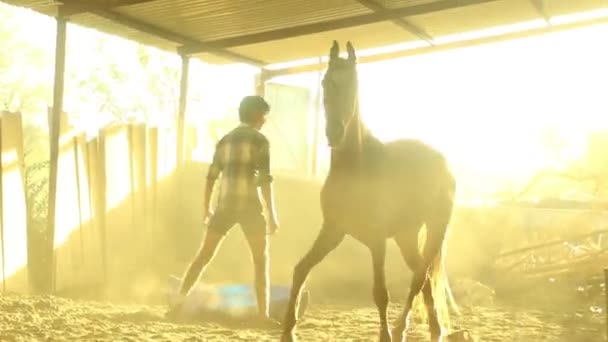 Horse Running Stable Dust Particles Flying Air — Video