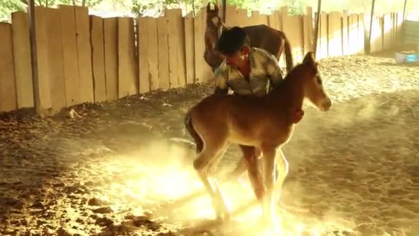 Man Taking Away Mare Baby Foal Her Stable — Vídeo de Stock