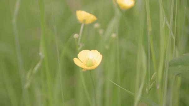 Buttercups Meadow Blows Breeze — Stockvideo