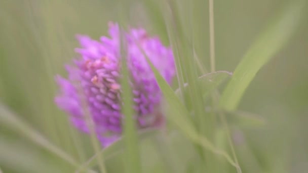 Single Purple Clover Blows Breeze — Stockvideo