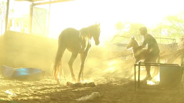 Man Taking Away Mare Baby Foal Her Stable — Vídeo de Stock