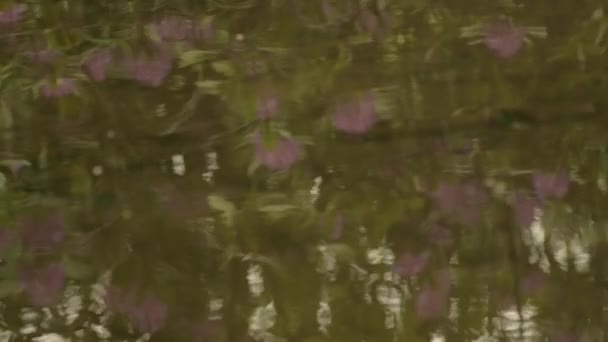 Озерная Вода Показывает Отражения Цветов — стоковое видео