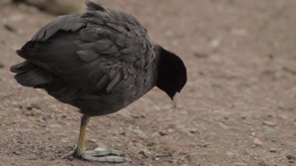 Coot Water Bird Close Banking — Stok video