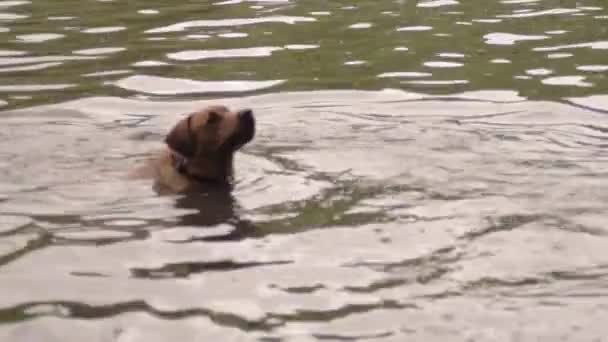 Labrador Dog Enjoys Playing Water — Stock Video