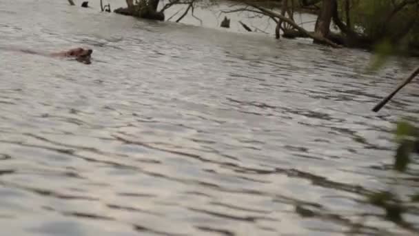 Labrador Dog Enjoys Playing Water — Video Stock