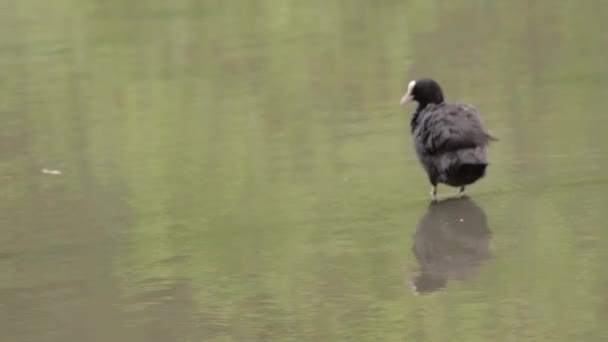 Coot Water Bird Grooming Lake — Stock video