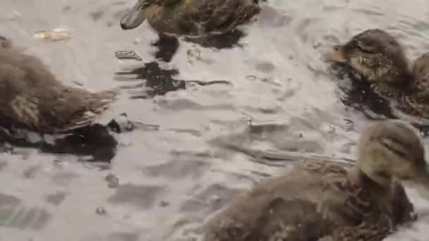 Group Ducklings Gather Water — Stok video