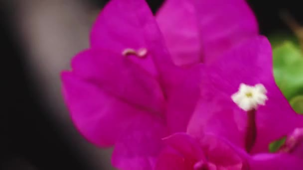 Pink Bougainvillea Flower Moving Wind Garden Close View — Stok video