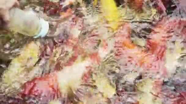 European Carp Koi Fishes Feeding Bottle Garden Pond — Stock video