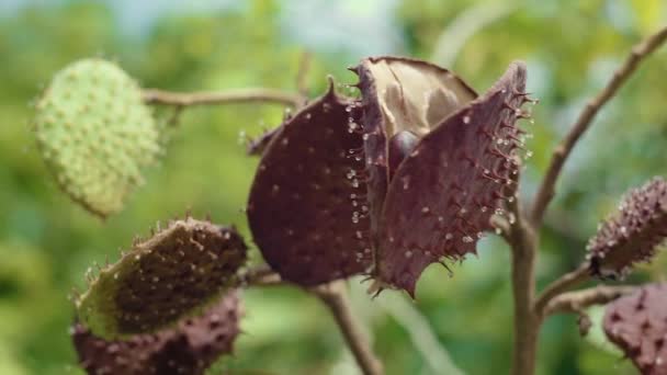 Some Prickly Plant Thailand Seeds Close View — Vídeo de Stock