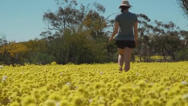 Young Woman Walks Meadow Swaying Pompom Everlasting Wildflowers Coalseam Conservation — Stockvideo