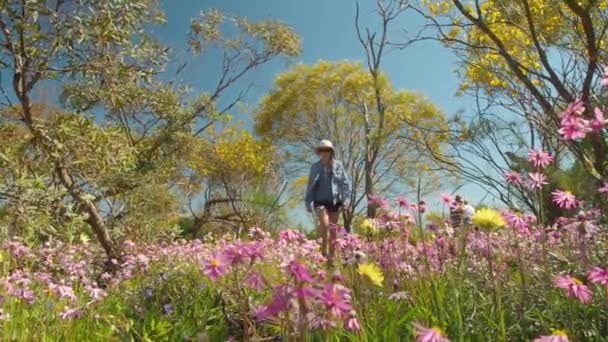 Young Woman Walks Meadow Pink Paper Daisy Wildflowers Coalseam Conservation — Vídeo de Stock