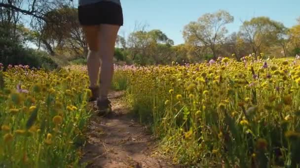 Young Woman Walks Meadow Colourful Everlasting Wildflowers Coalseam Conservation Park — Stock Video