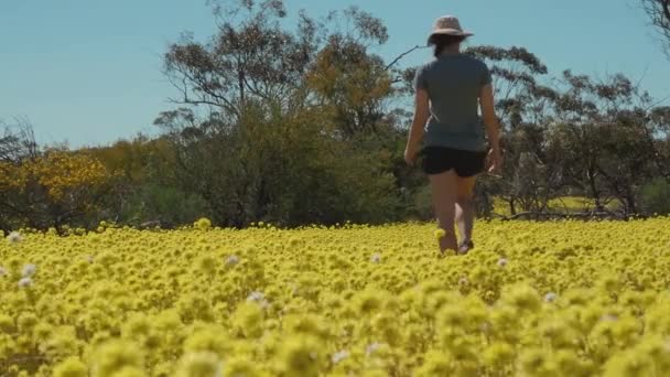 Young Woman Walks Meadow Swaying Pompom Everlasting Wildflowers Coalseam Conservation — Stock Video