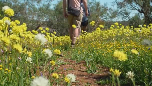 Young Couple Walks Dirt Path Lined Yellow Everlasting Wildflowers Coalseam — Stockvideo