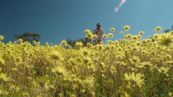 Young Couple Walk Meadow Swaying Yellow Everlasting Wildflowers Coalseam Conservation — Stock Video