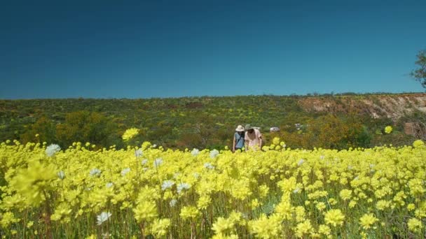 Young Couple Walks Hand Hand Field Yellow Everlasting Wildflowers Coalseam — Video Stock