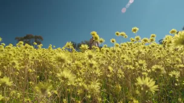 Young Couple Walk Meadow Swaying Yellow Everlasting Wildflowers Coalseam Conservation — Video Stock