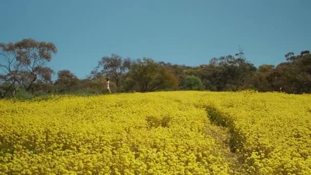 Young Man Cartwheels Meadow Yellow Everlasting Wildflowers Coalseam Conservation Park — Stock Video