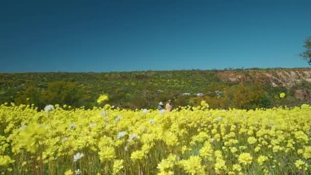 Young Couple Walks Hand Hand Field Yellow Everlasting Wildflowers Coalseam — Stock Video