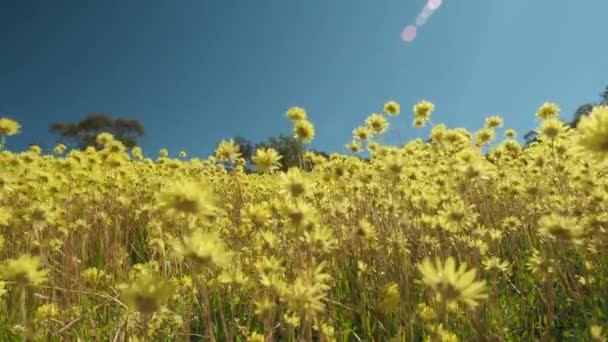 Young Man Walks Meadow Swaying Yellow Everlasting Wildflowers Coalseam Conservation — стоковое видео