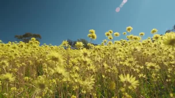 Young Man Walks Meadow Swaying Yellow Everlasting Wildflowers Coalseam Conservation — Stockvideo