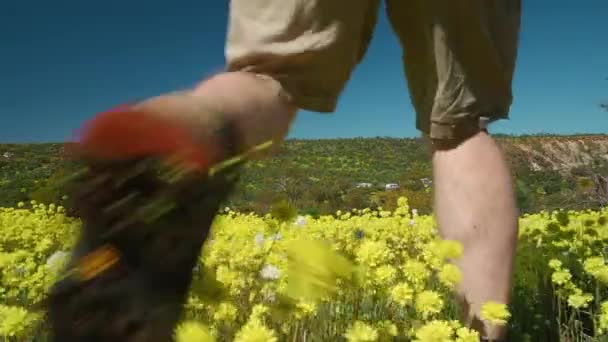 Young Man Walks Meadow Swaying Pompom Everlasting Wildflowers Coalseam Conservation — Video
