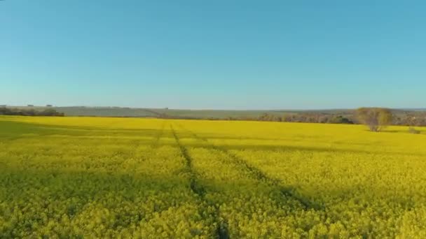 Aerial Drone Shot Vibrant Yellow Canola Fields Western Australia Country — 비디오