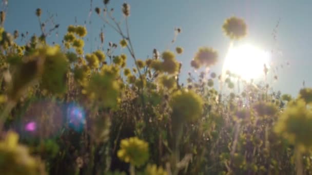 Yellow Pompom Everlasting Wildflowers Focus Pull — Stock videók