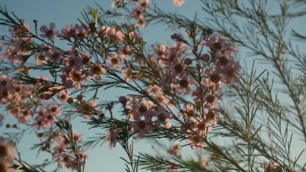 Blooming Geraldton Wax While Sun Sets Western Australia Slow Motion — Stockvideo