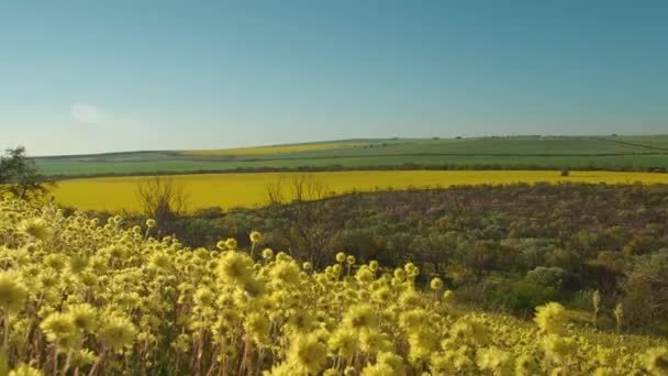 Western Australias Beautiful Country Side Wildflower Season Slow Motion Panning — Vídeos de Stock