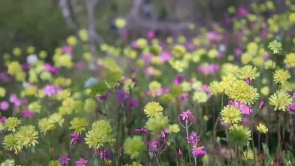 Meadow Colourful Everlasting Wildflowers Sway Wind Coalseam Conservation Park — Stock Video