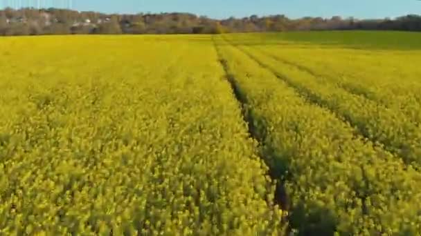 Aerial Drone Shot Vibrant Yellow Canola Fields Western Australia Country — Stockvideo
