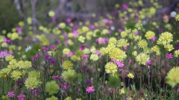 Meadow Colourful Everlasting Wildflowers Sway Wind Coalseam Conservation Park Slow — Stock videók