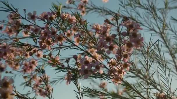 Blooming Geraldton Wax While Sun Sets Western Australia Panning Shot — Wideo stockowe