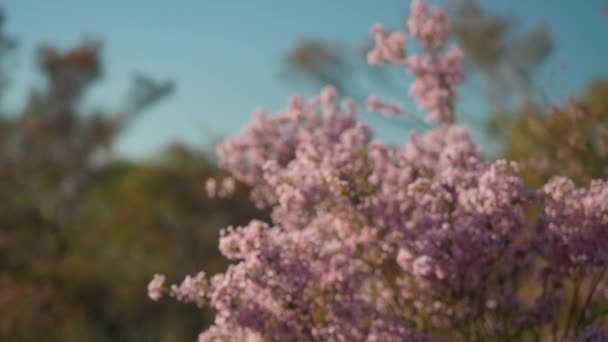 Vibrant Pink Geraldton Wax Widlfower Коливається Вітрі Західній Австралії — стокове відео