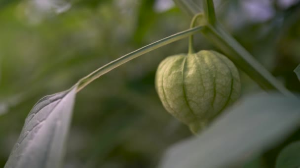 Extreme Closeup Ενός Tomatillo Ένα Φυτό Στο Πεδίο — Αρχείο Βίντεο