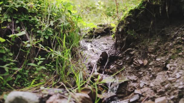 Small Creek Running Green Forest Morning — Vídeos de Stock